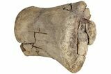 Hadrosaur (Edmontosaurus) Phalanx (II - ) - Wyoming #232751-2
